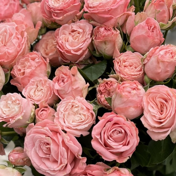 15 розовых пионовидных роз Мадам Бомбастик 60 см