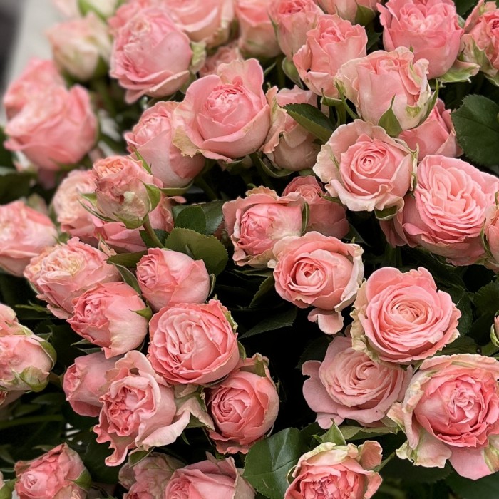 25 кустовых Пионовидных роз Мадам Бомбастик 60 см