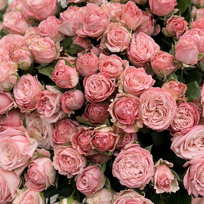 35 кустовых Пионовидных роз Мадам Бомбастик 60 см