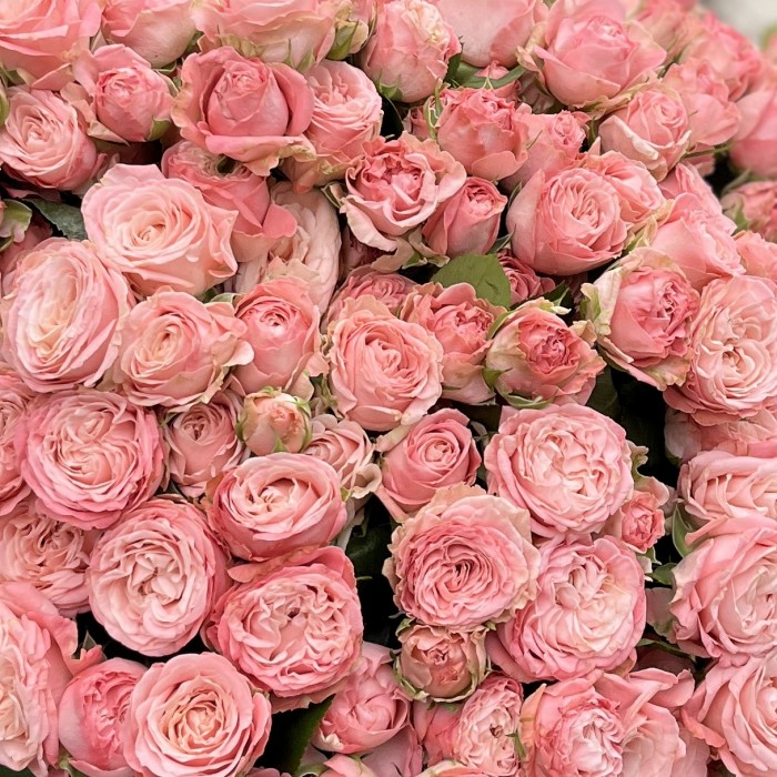 45 кустовых Пионовидных роз Мадам Бомбастик 60 см