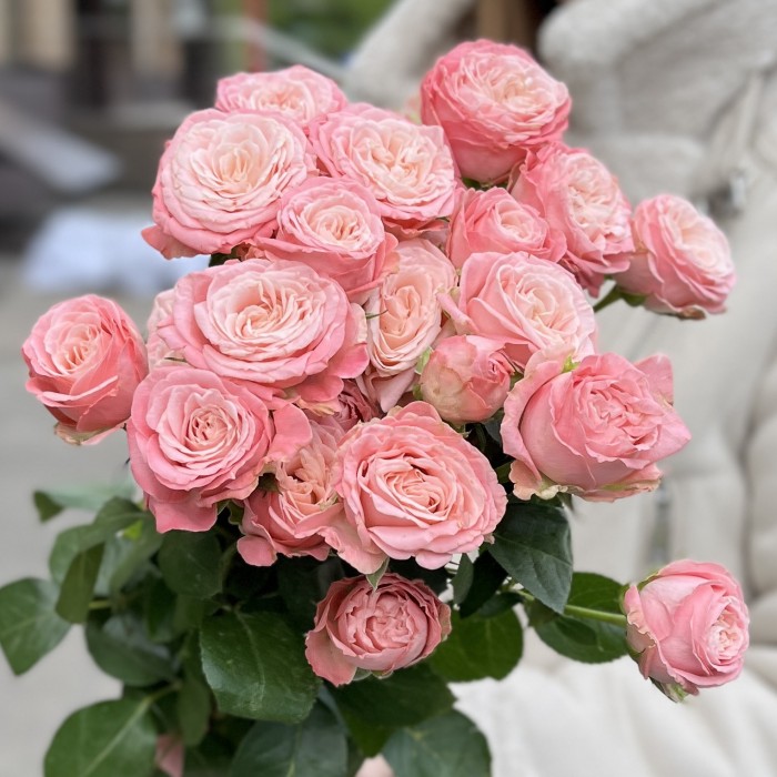 5 кустовых Пионовидных роз Мадам Бомбастик 60 см