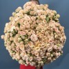 101 кустовая пионовидная Роза Джентл Трендсеттер 50 см