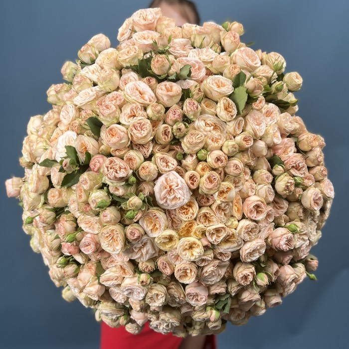 101 кустовая пионовидная Роза Джентл Трендсеттер 60 см