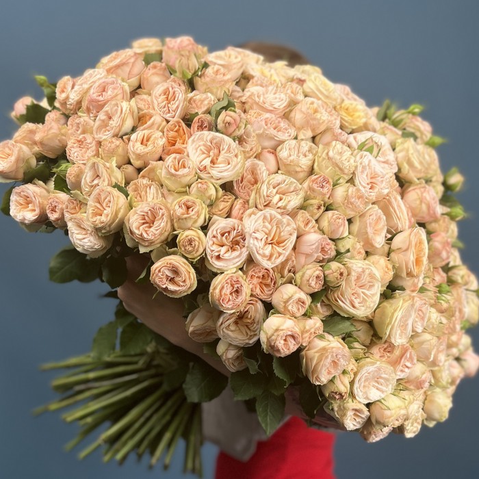 101 кустовая пионовидная Роза Джентл Трендсеттер 60 см