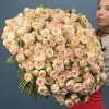 101 кустовая пионовидная Роза Джентл Трендсеттер 50 см