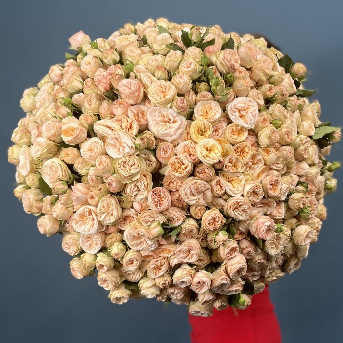 101 кустовая пионовидная Роза Джентл Трендсеттер 60 см