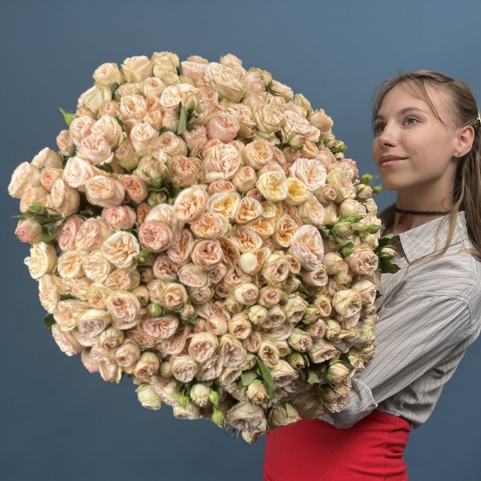 101 кустовая пионовидная Роза Джентл Трендсеттер 60 см