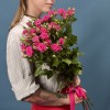 5 кустовых роз Глория 70 см