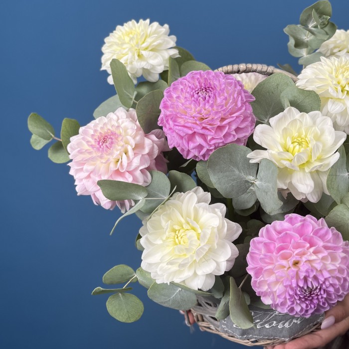 11 нежных георгин в корзине