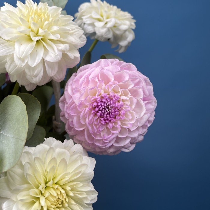 11 нежных георгин в корзине