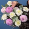 11 нежных георгин в корзине
