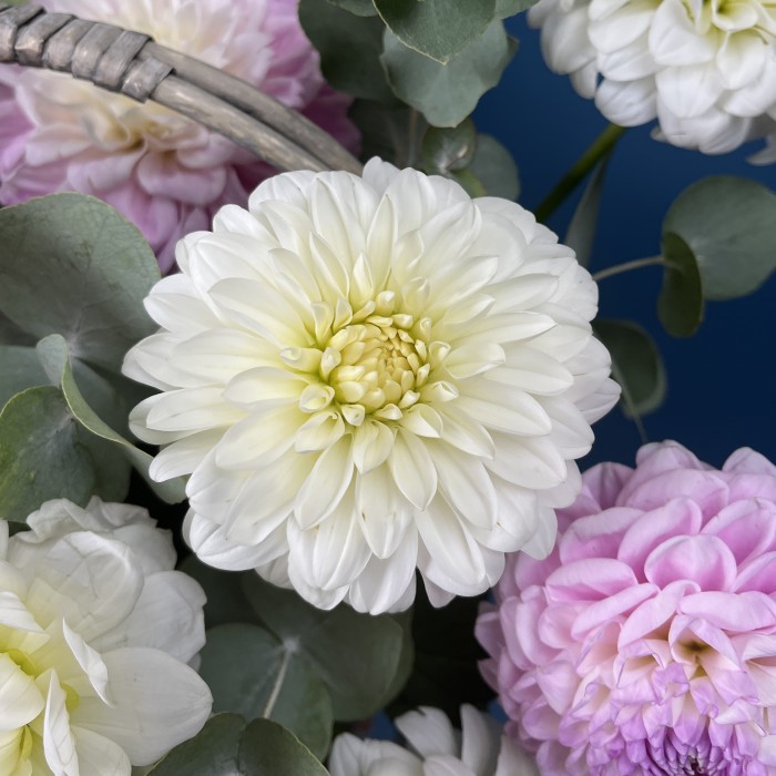 11 нежных георгин в корзине