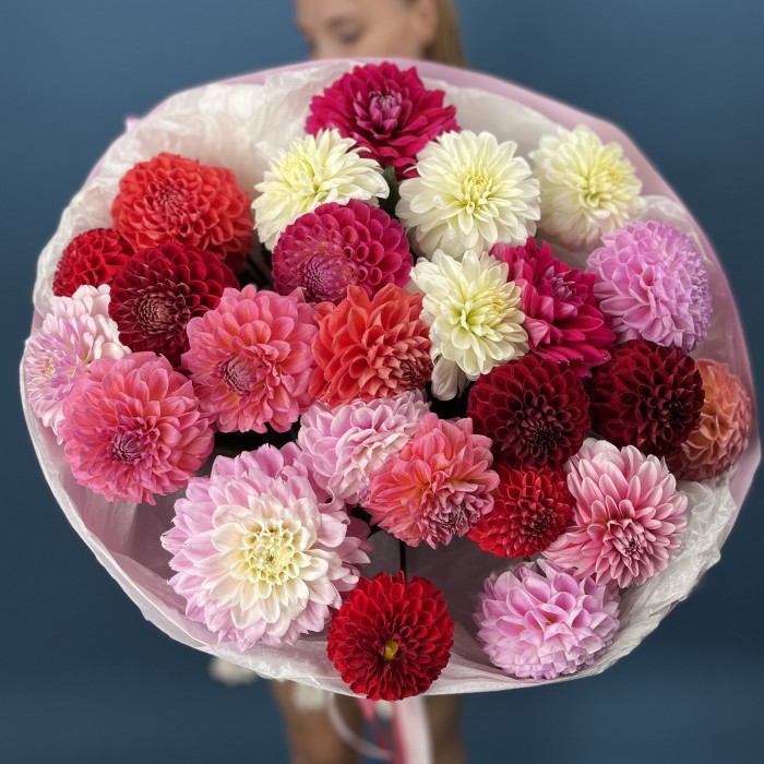 25 ярких георгин MIX