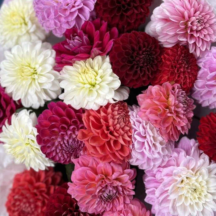 25 ярких георгин MIX