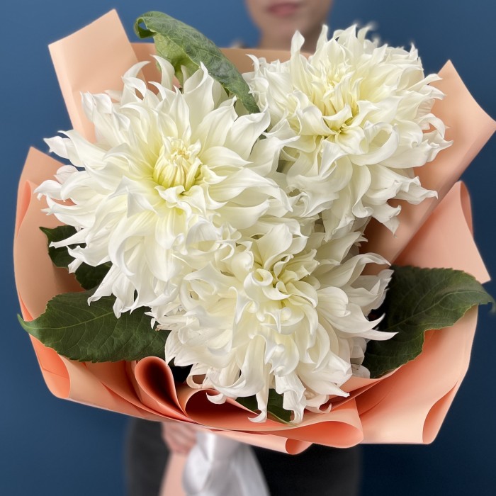 3 белые пышные георгины