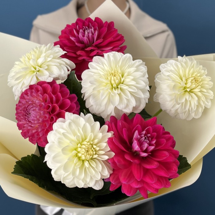 7 белых и малиновых георгин