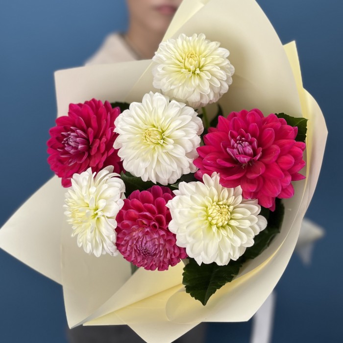 7 белых и малиновых георгин