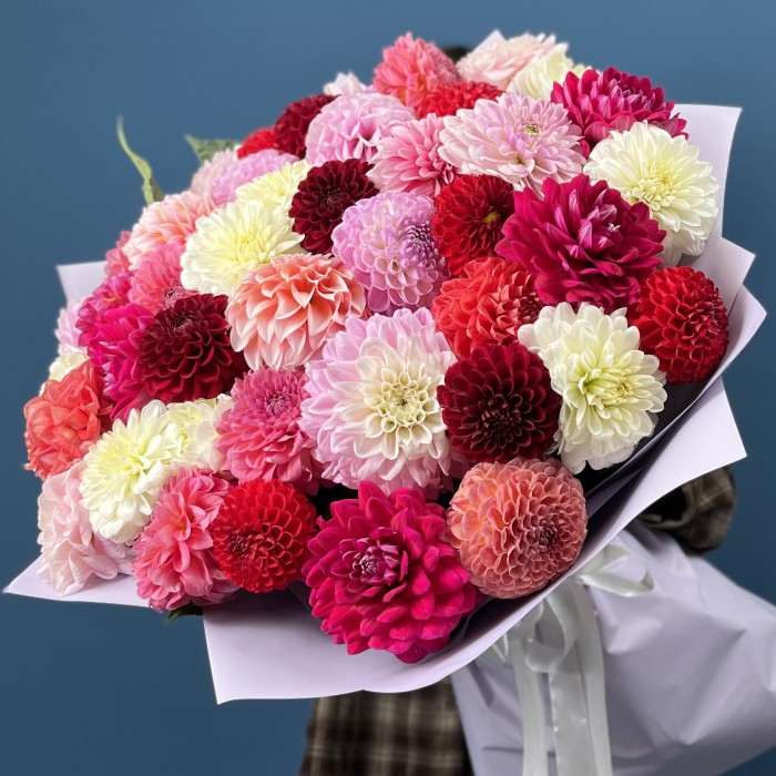 Пышный букет из 51 георгины MIX