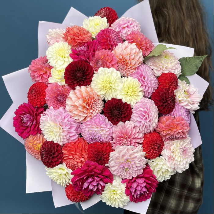 Пышный букет из 51 георгины MIX