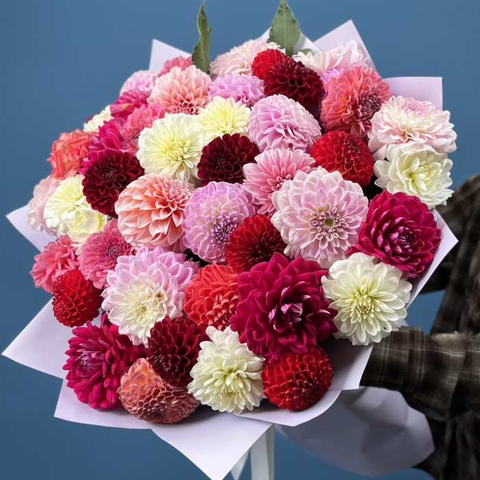 Пышный букет из 51 георгины MIX