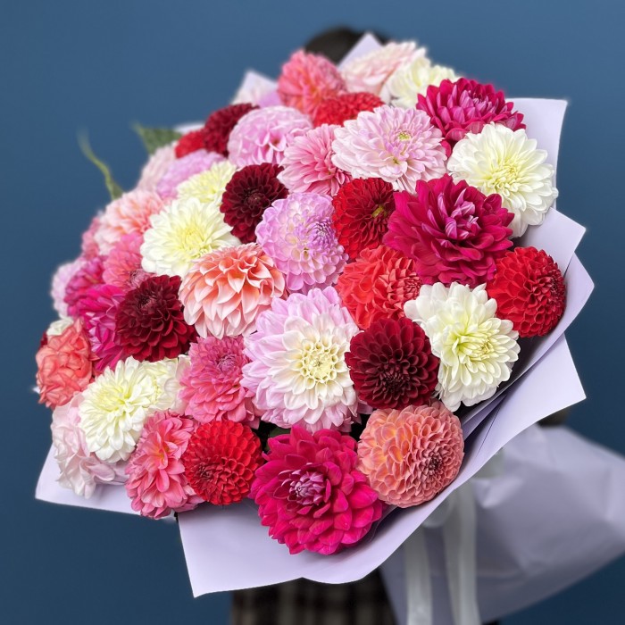 Пышный букет из 51 георгины MIX