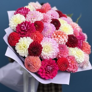 Пышный букет из 51 георгины MIX