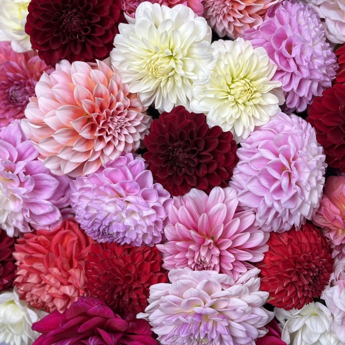 Пышный букет из 51 георгины MIX