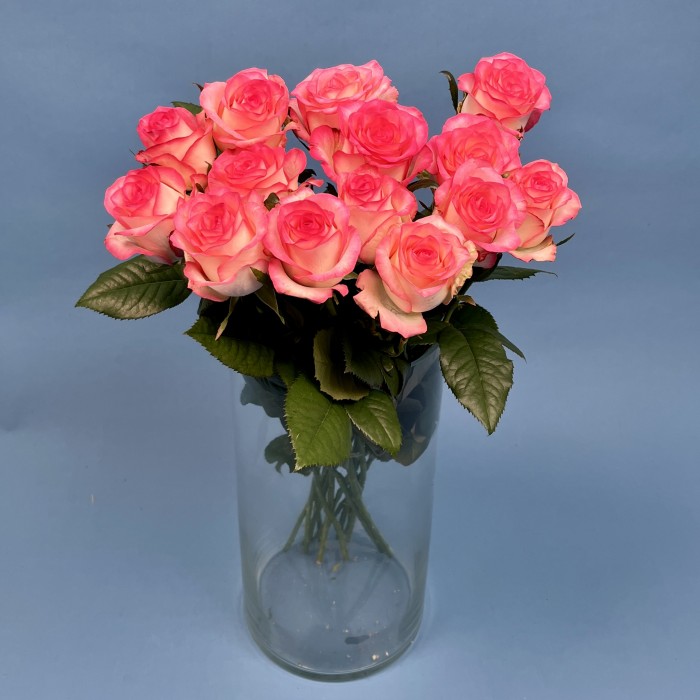 Роза 60 см Светло-розовая Джумилия