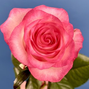 Роза 60 см Светло-розовая Джумилия