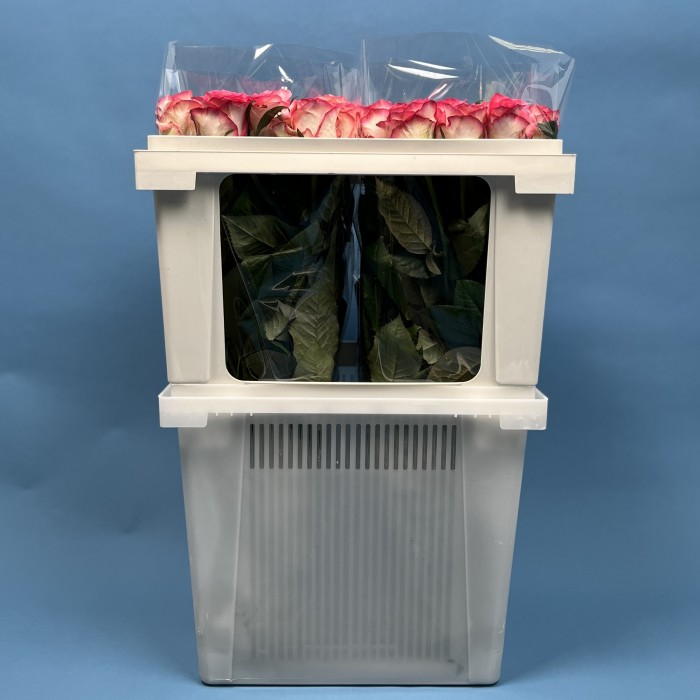 Роза 60 см Светло-розовая Джумилия