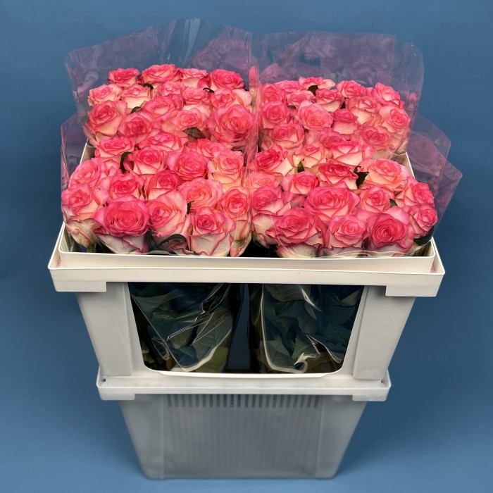 Роза 60 см Светло-розовая Джумилия