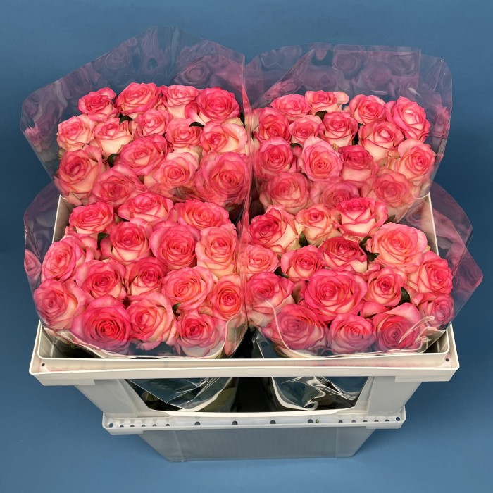 Роза 60 см Светло-розовая Джумилия