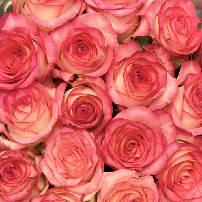 Роза 60 см Светло-розовая Джумилия