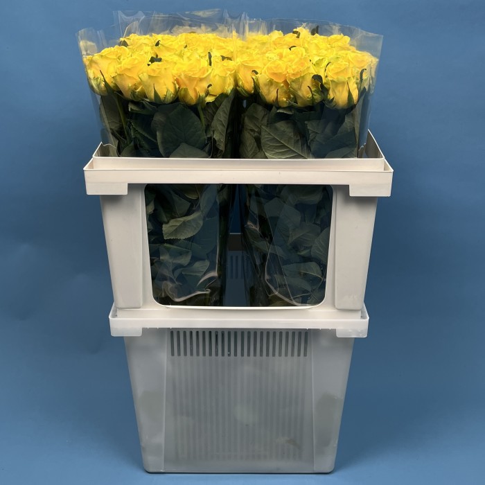 Роза 60 см Жёлтая Моментум