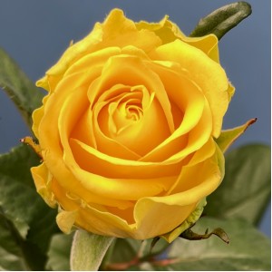 Роза 60 см Жёлтая Моментум