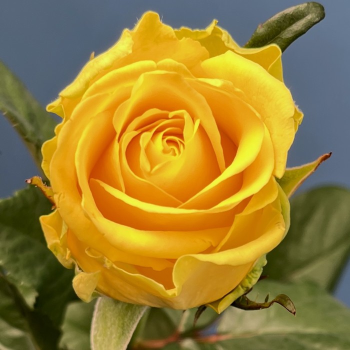 Роза 60 см Жёлтая Моментум