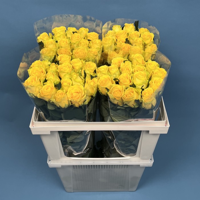 Роза 60 см Жёлтая Моментум