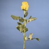 Роза 60 см Жёлтая Моментум