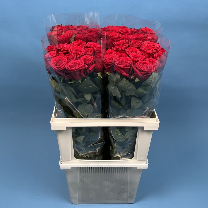 Роза 80 см Красная Ред Наоми