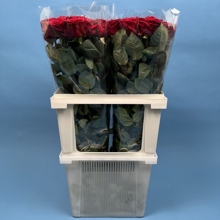 Роза 80 см Красная Ред Наоми