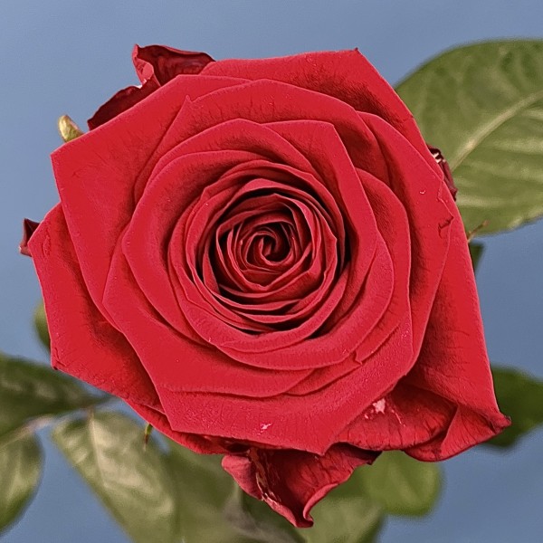 Роза 80 см Красная Ред Наоми