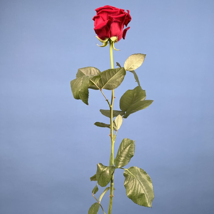 Роза 80 см Красная Ред Наоми