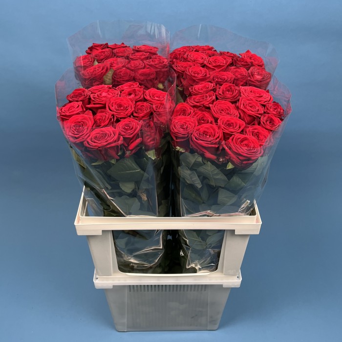 Роза 80 см Красная Ред Наоми