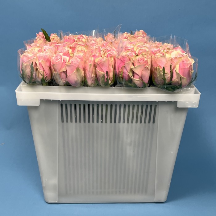 Роза 40 см Розовая Роял Атена