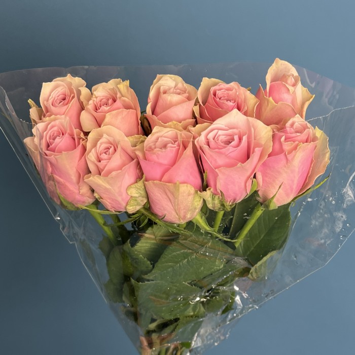 Роза 40 см Розовая Роял Атена