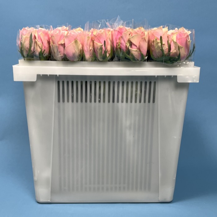 Роза 40 см Розовая Роял Атена