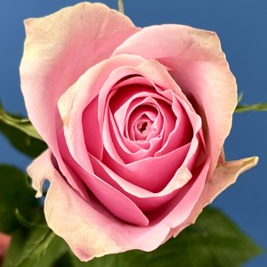 Роза 40 см Розовая Роял Атена