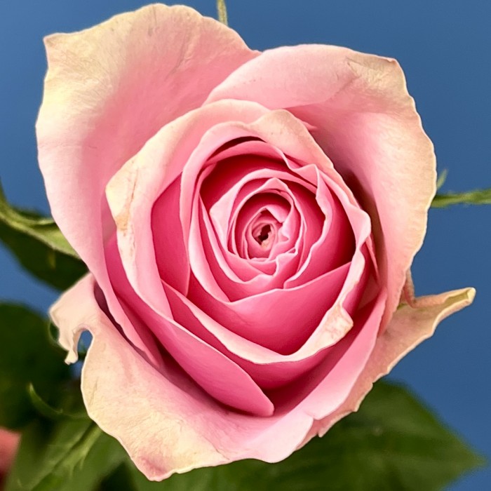 Роза 40 см Розовая Роял Атена