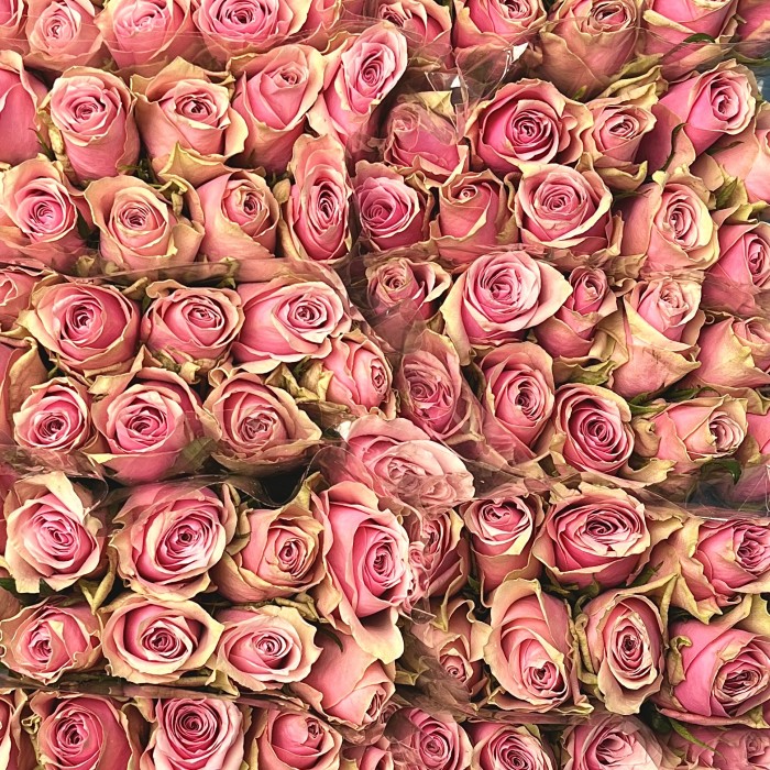 Роза 40 см Розовая Роял Атена