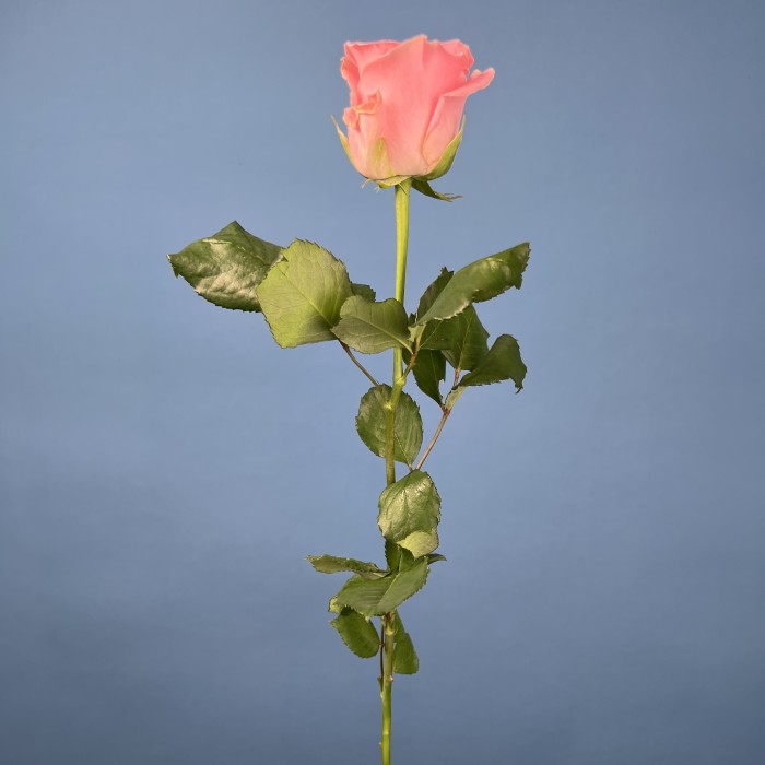 Роза 40 Розовая Софи Лорен